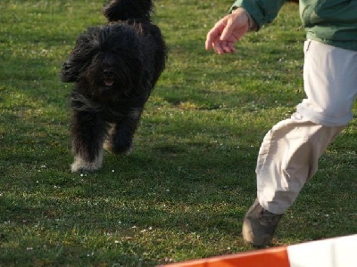 Du manoir de la closerie - Benji et l'agility