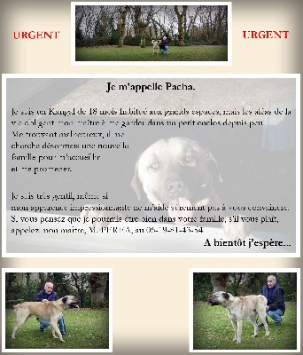 Du manoir de la closerie - chien cherche nouveau maître