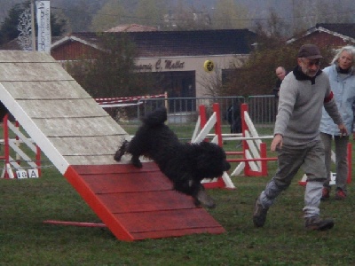 Du manoir de la closerie - Benji et l'agility