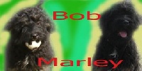 CHIOT collier noir BP - BOB MARLEY