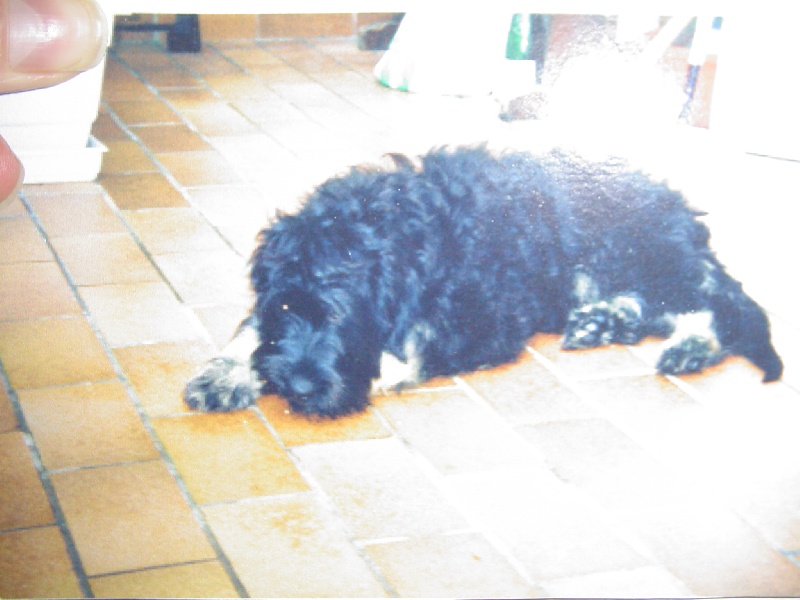 Puppy love dit solo Du manoir de la closerie