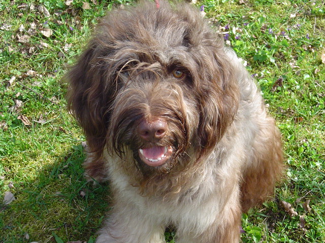 CH. Chocolate Do casal da vinha