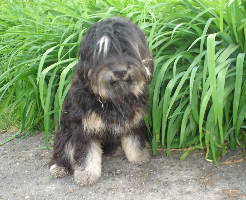 CH. Belem de la brenne sauvage Du manoir de la closerie