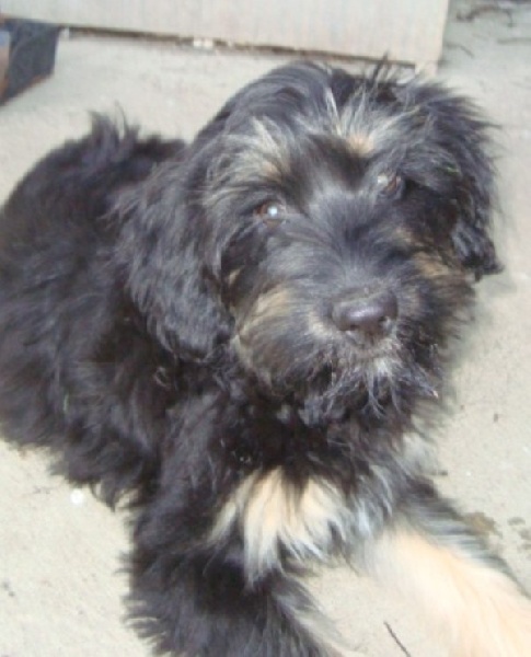 Fleur de la brenne  sauvage Du manoir de la closerie